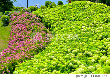 三重県かざはやの里　紫陽花の咲く丘 114601643