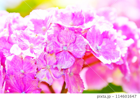 風早の里 ズームアップで撮る紫陽花の花 風早の里 ズームアップで撮る紫陽花の花 114601647