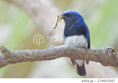 木の枝で採餌するオオルリ成鳥雄 木の枝で採餌するオオルリ成鳥雄 114601697