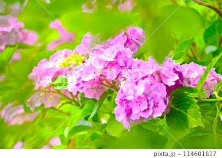 風早の里 ズームアップで撮る紫陽花の花 風早の里 ズームアップで撮る紫陽花の花 114601817