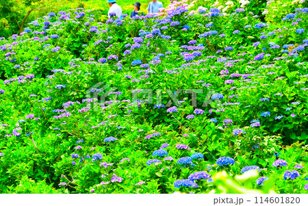 三重県かざはやの里　紫陽花の咲く丘 114601820