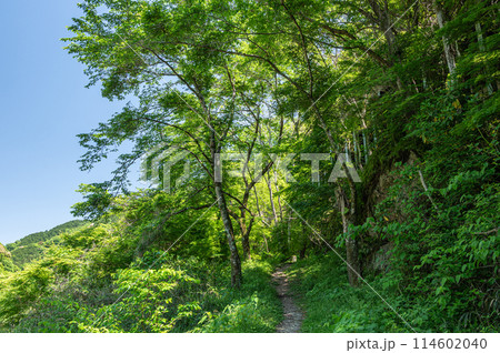 木津川沿いの銀の帯ハイキングコース 京都府笠置町 木津川沿いの銀の帯ハイキングコース 京都府笠置町 114602040