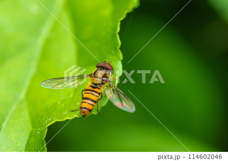 ホソヒラタアブ 114602046