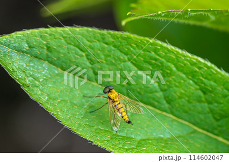 キアシキンシギアブ 114602047