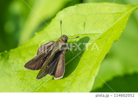 葉の上のイチモンジセセリ 葉の上のイチモンジセセリ 114602052