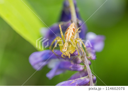 ササグモ 114602078