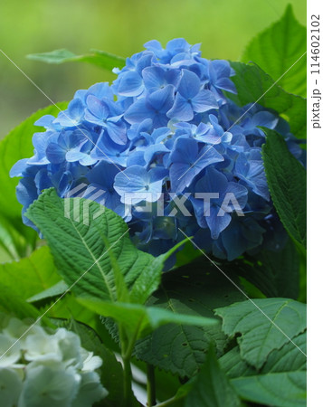 青い紫陽花 青い紫陽花 114602102