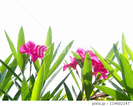 白バックの赤いキョウチクトウの花　花(7月)キョウチクトウ(夾竹桃)08H4.3 114602147