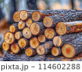 stack of freshly cut logs 114602288