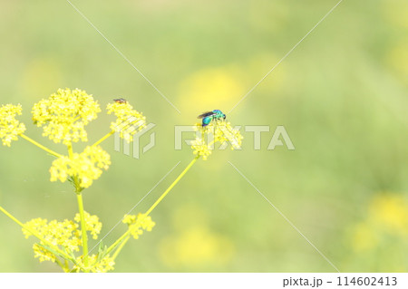 オオセイボウ 114602413