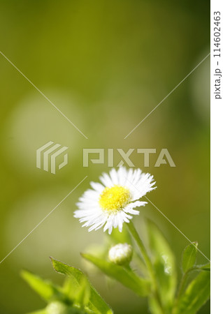 ヒメジョオンの白い花 ヒメジョオンの白い花 114602463
