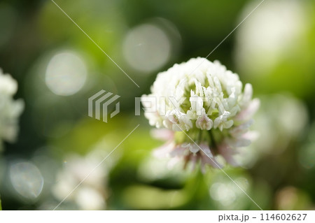 白いシロツメクサの花 白いシロツメクサの花 114602627