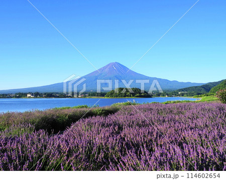 大石公園から見る夏の富士山とラベンダー畑　7月風景･富士山850ラベンダーの大石公園H4.3 114602654