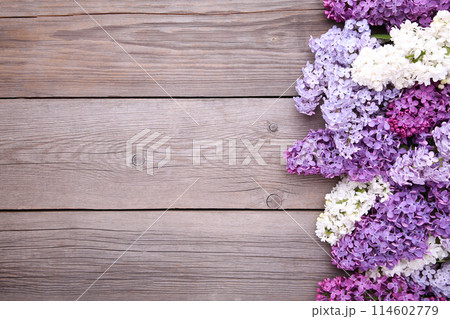 Lilac flowers branch on grey background with sample text, frame Lilac flowers branch on grey background with sample text, frame 114602779