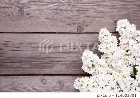 White lilac flowers branch on grey background with sample text, frame White lilac flowers branch on grey background with sample text, frame 114602781