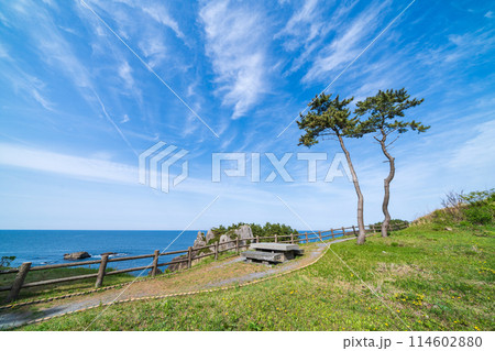 「青森県」春の種差海岸の風景　みちのく潮風トレイル 114602880
