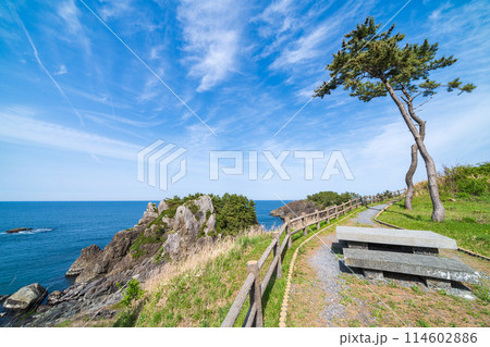 「青森県」春の種差海岸の風景　みちのく潮風トレイル 114602886