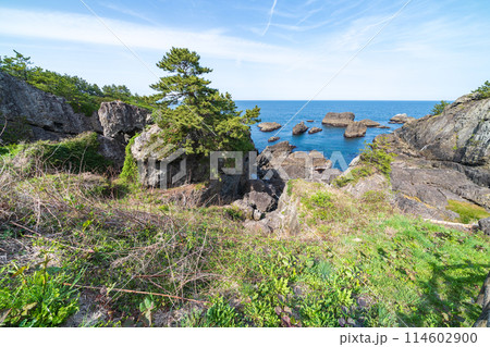 「青森県」春の種差海岸の風景　みちのく潮風トレイル 114602900