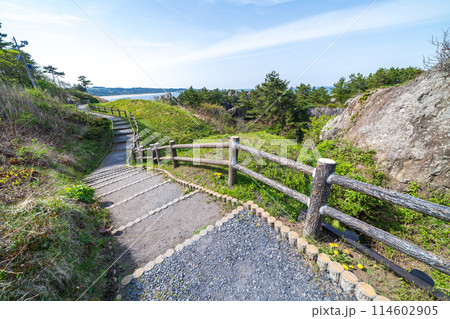 「青森県」春の種差海岸の風景　みちのく潮風トレイル 114602905