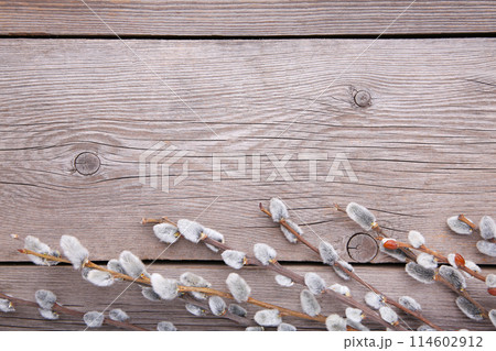 Willow catkins on a grey wooden background with copy space, easter 114602912