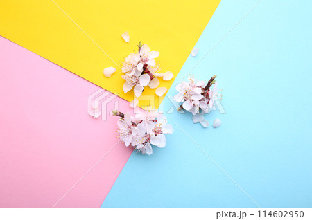 Spring blooming branches on a colorful background. Spring blooming branches on a colorful background. 114602950