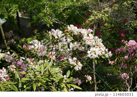 長谷寺　ぼたん 114603031