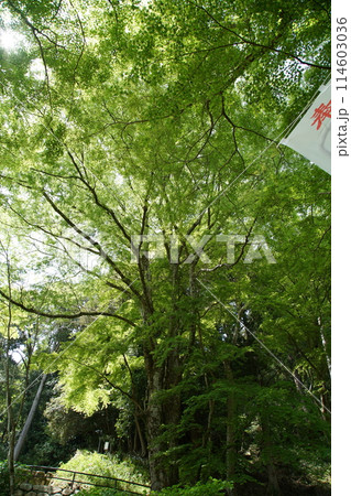 長谷寺　ぼたん 114603036