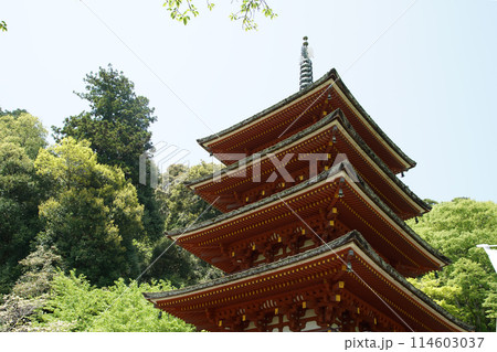 長谷寺　ぼたん 114603037