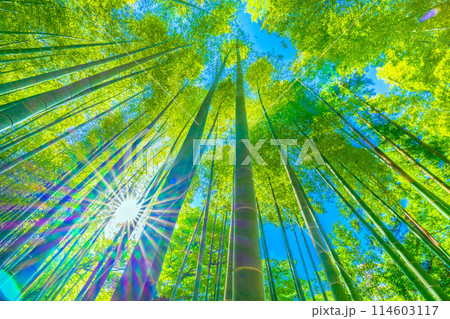 日本の横浜都市景観 脱コロナ…薄っすらと黄色みがかり始めた美しい竹林と太陽光…希望の光…＝5月16日 114603117