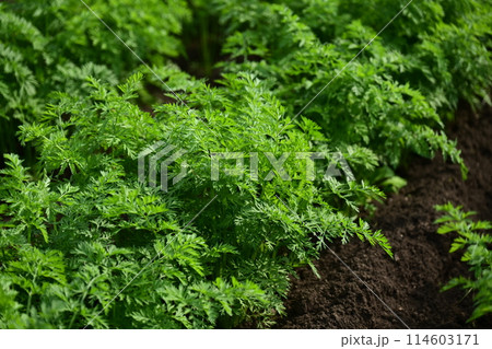 にんじん畑(Carrot field) にんじん畑(Carrot field) 114603171