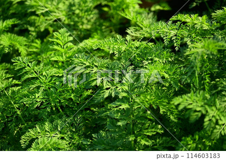 にんじん畑(Carrot field) にんじん畑(Carrot field) 114603183