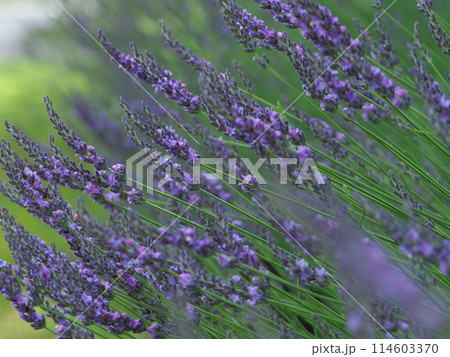 紫色の花が咲いています 紫色の花が咲いています 114603370
