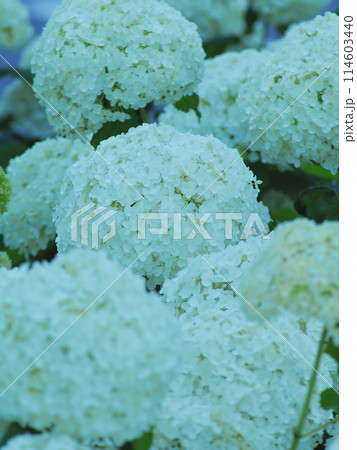 白いアジサイ 白いアジサイ 114603440