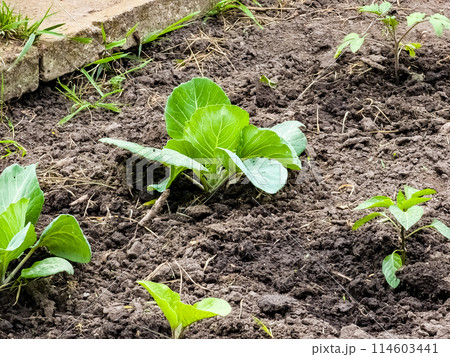 Cabbage seedlings are planted in open ground. First leaves Cabbage seedlings are planted in open ground. First leaves 114603441