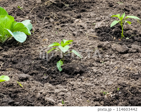 Pepper seedlings are planted in open ground. First leaves 114603442