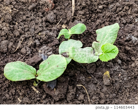 Cucumber seedlings are planted in open ground. First leaves Cucumber seedlings are planted in open ground. First leaves 114603443