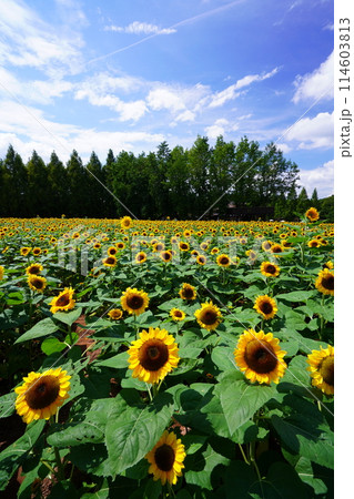 ひまわり畑5095 114603813