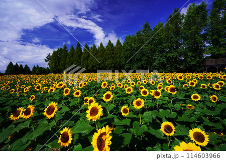 ひまわり畑4849 ひまわり畑4849 114603966