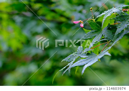 新緑に紅一点青もみじの種 114603974