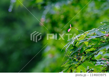 新緑に紅一点青もみじの種 114603975