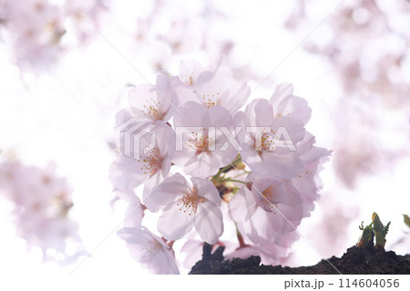 桜75 桜75 114604056