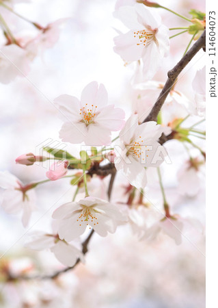 桜185- 114604073