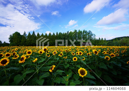 ひまわり畑4805 ひまわり畑4805 114604088