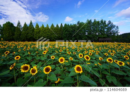 ひまわり畑4806 114604089