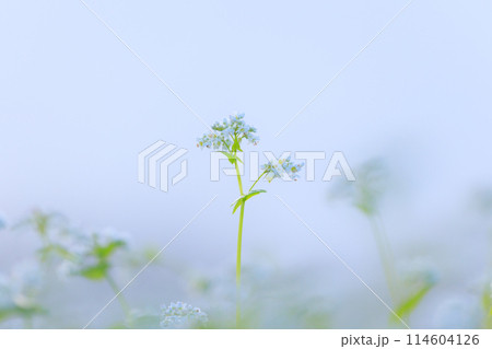ひっそりと咲く蕎麦の花 ひっそりと咲く蕎麦の花 114604126