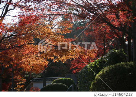 紅葉 114604212