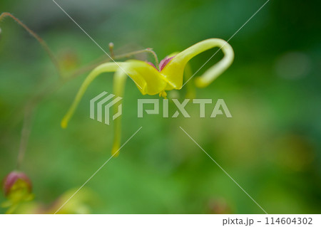 濃い黄色の花弁と林檎の皮色のガクを持つイカリソウ。「君を離さない」の花言葉。宙を歩き出すように咲く。 114604302