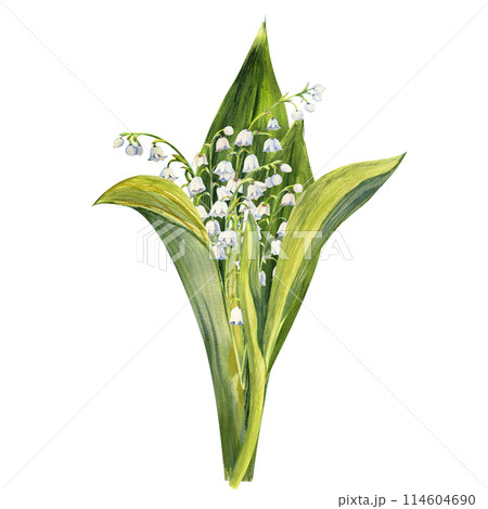 Bouquet of lily of the valley flowers, drawn by hand. Watercolor illustration of spring flowers 114604690