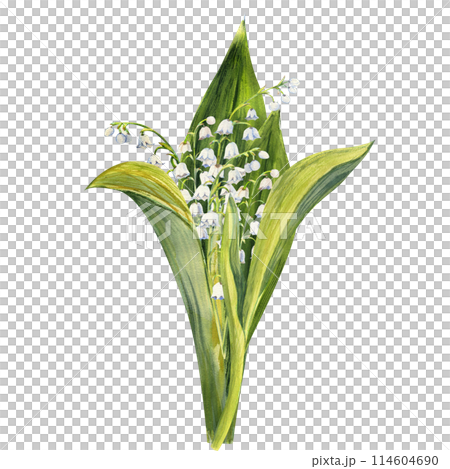 Bouquet of lily of the valley flowers, drawn by hand. Watercolor illustration of spring flowers 114604690