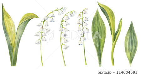 Lily of the valley set, hand drawn. Watercolor illustration of spring flowers 114604693
